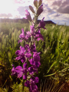 BIOMARATÓN DE FLORA ESPAÑOLA