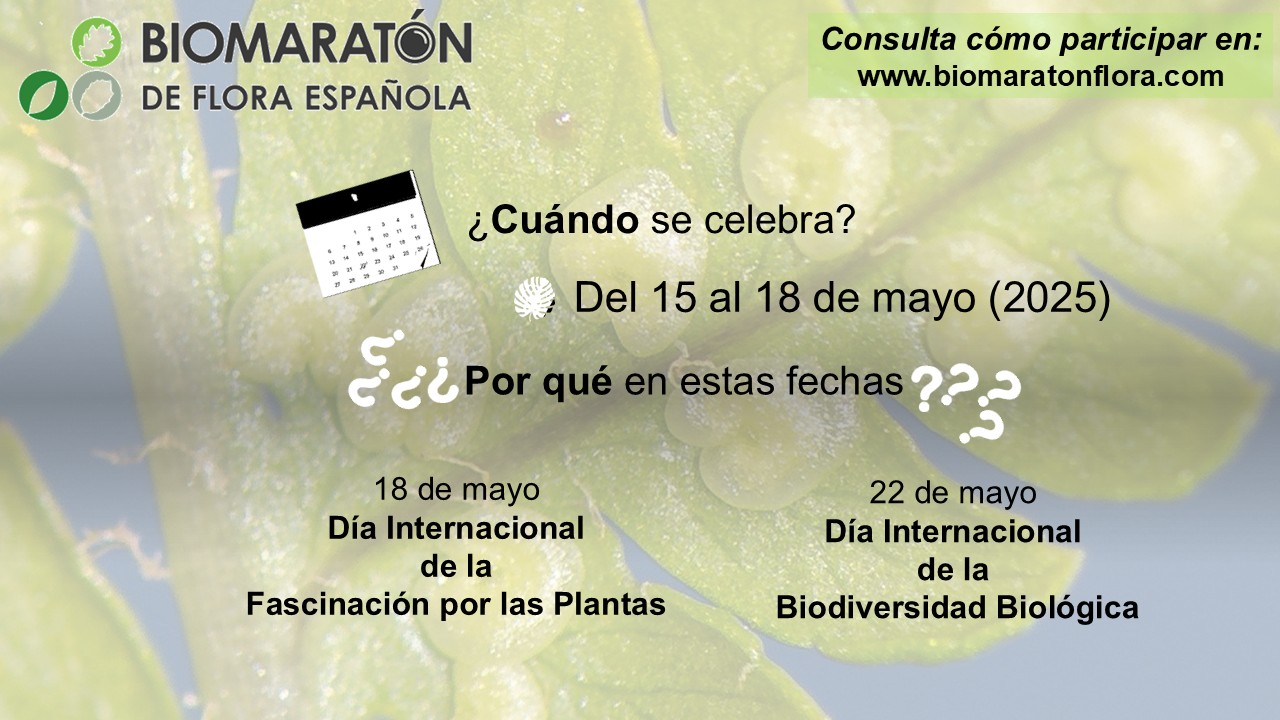 03 Cuando Se Celebra