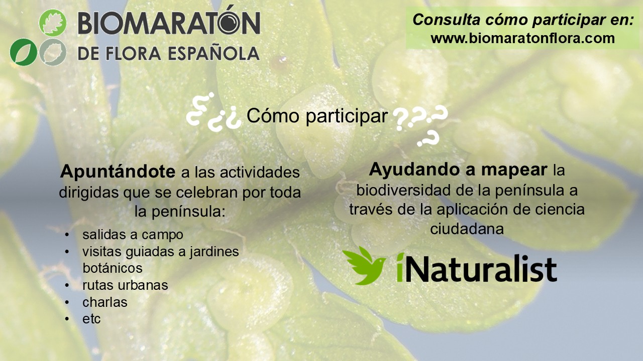 04 Cómo Participar