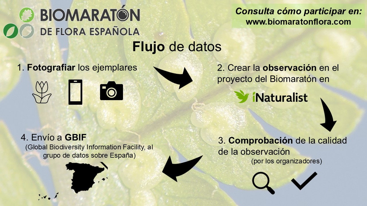 14 Flujo De Datos