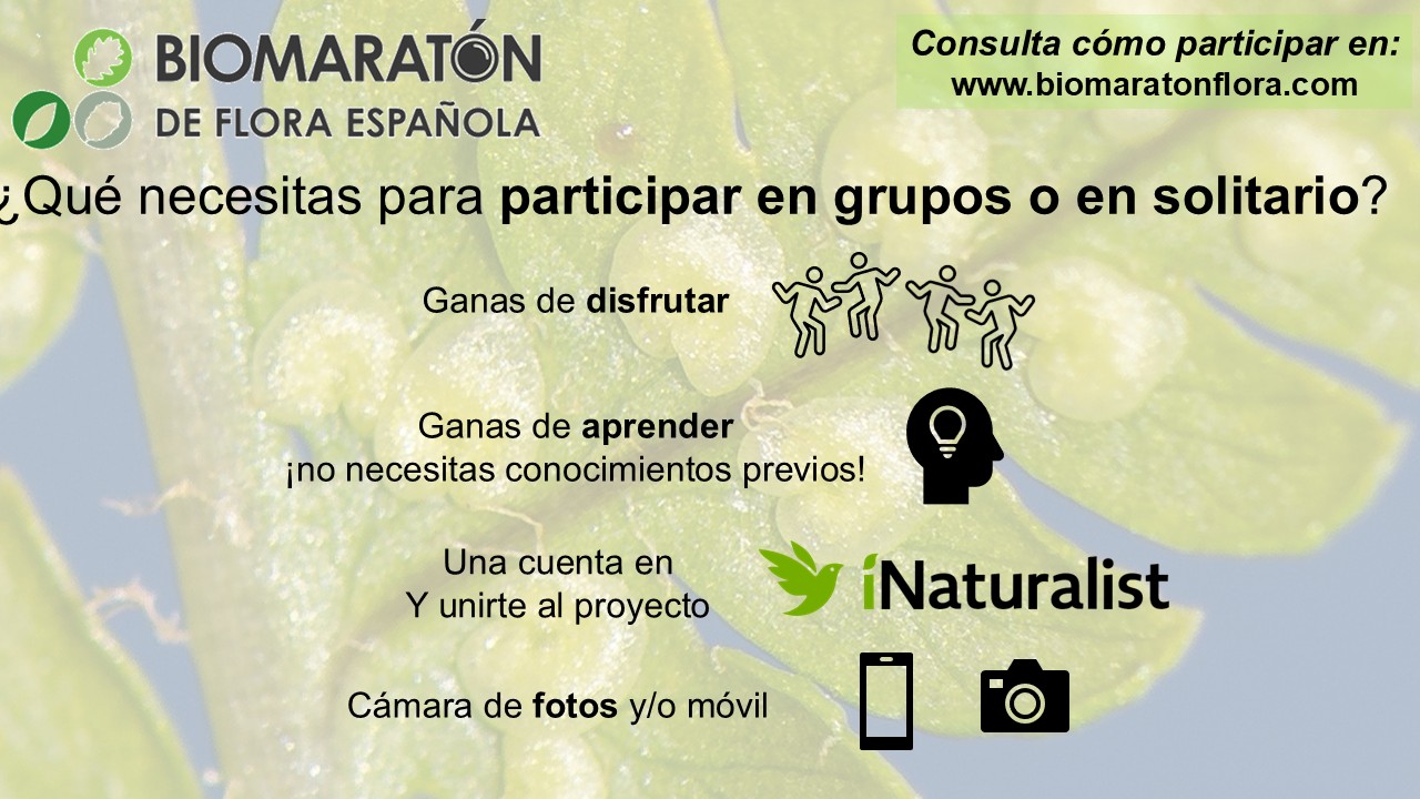 16 Cómo Participar En Grupo O En Solitario